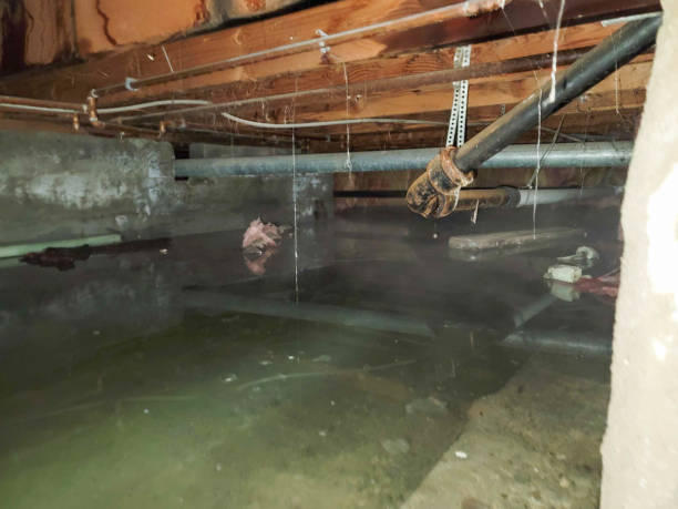 Best Water damage repair service  in USA